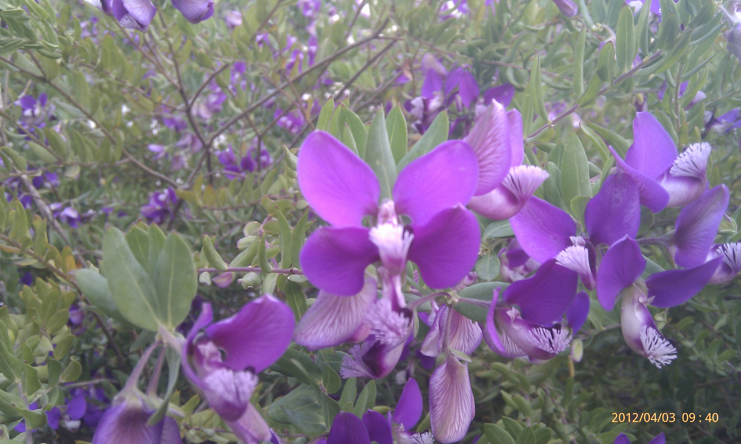 Polygala